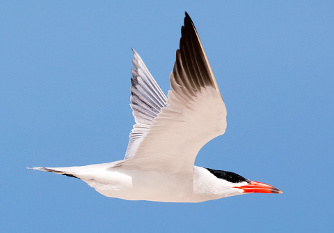 Caspian Tern in flight